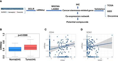 The Identification of Stemness-Related Genes in the Risk of Head and Neck Squamous Cell Carcinoma